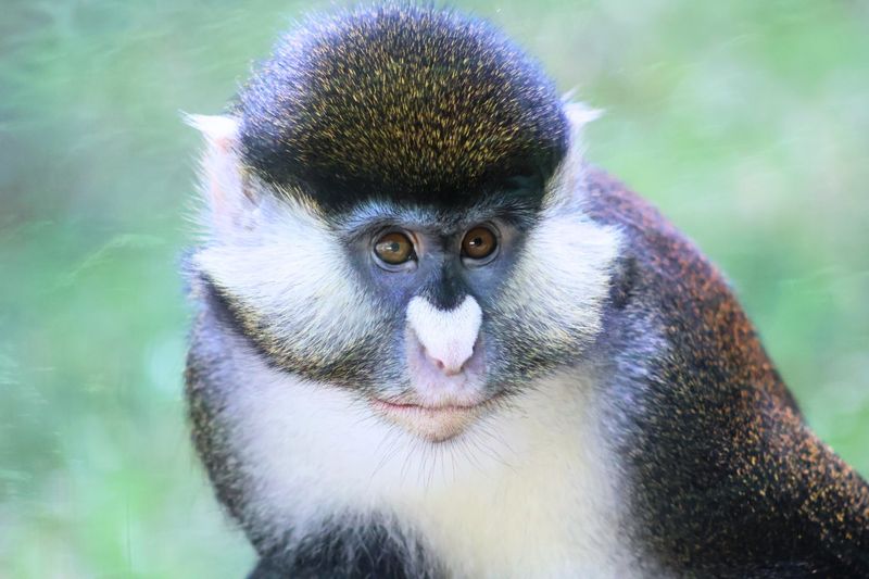 Monkeys and Their Impact on Science