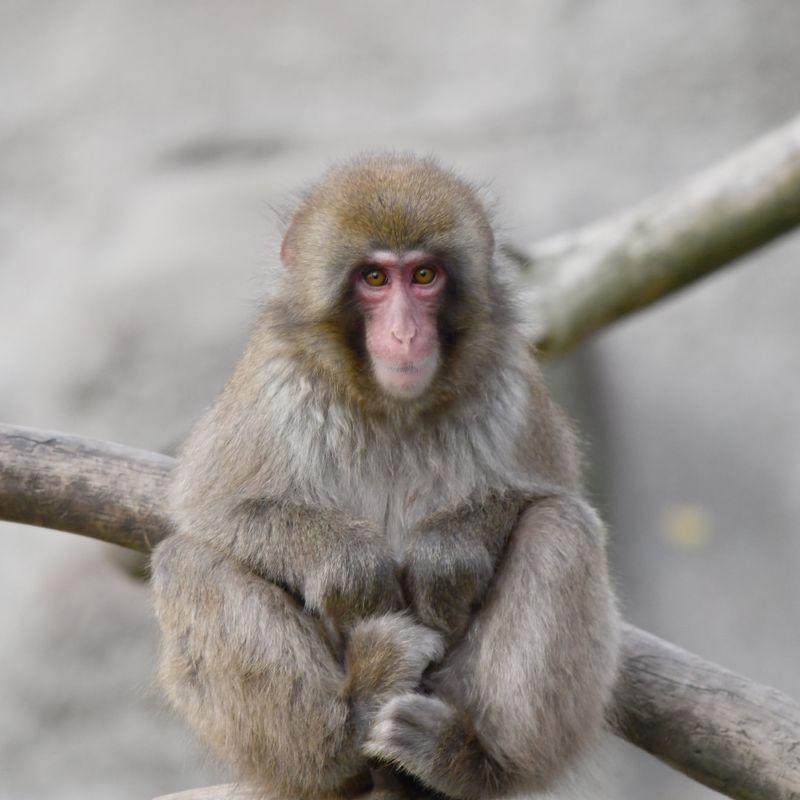 Monkeys and Their Intelligence