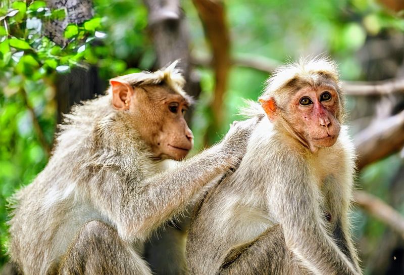 Monkeys and Their Interaction with Humans