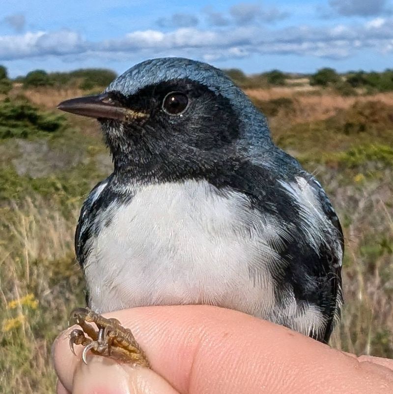 Monomoy National Wildlife Refuge