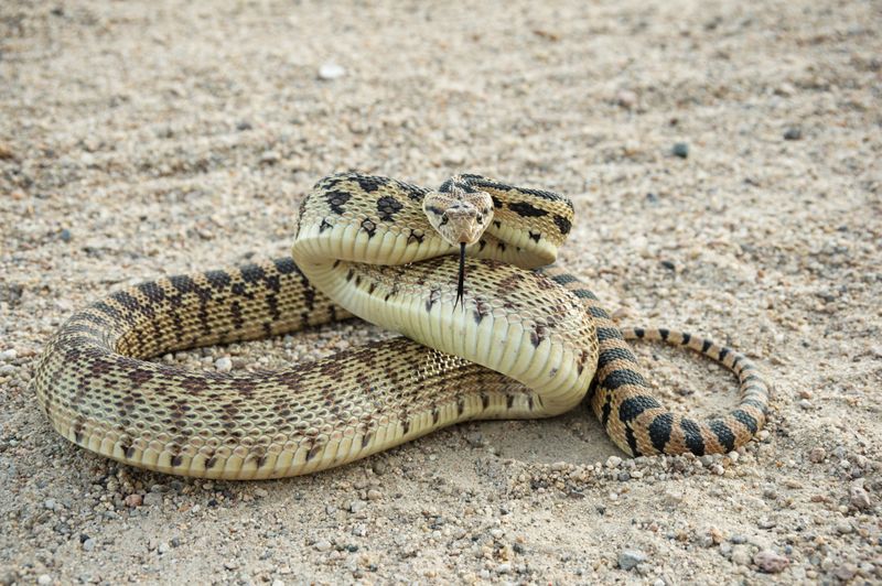 Montana's Great Basin Gopher Snake