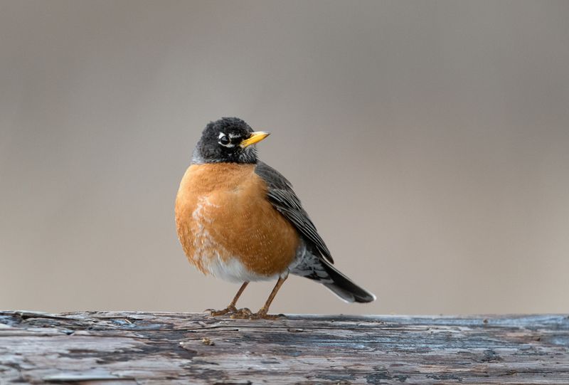 Montana - American Robin