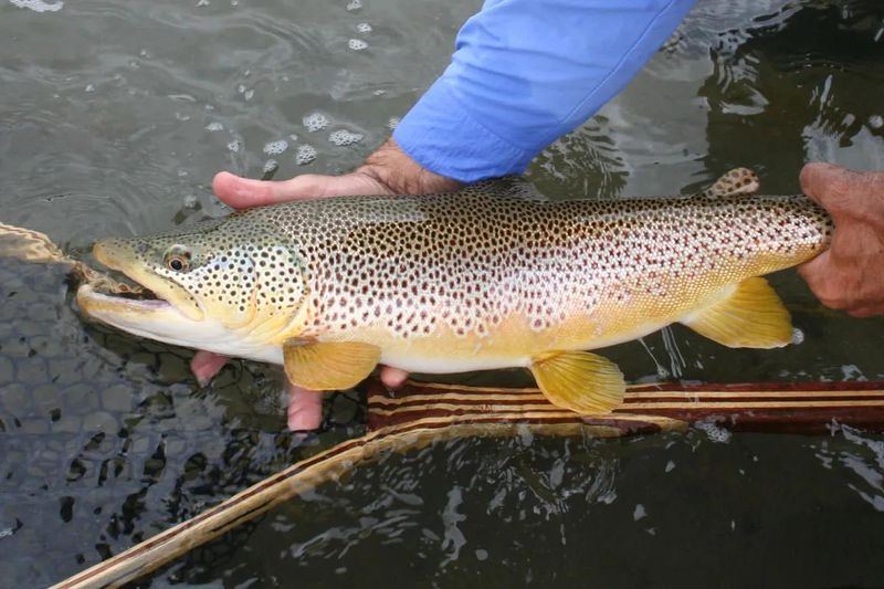 Montana: Lake Trout