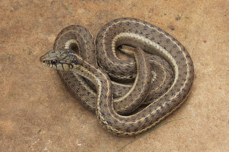 Montana - Western Terrestrial Garter Snake