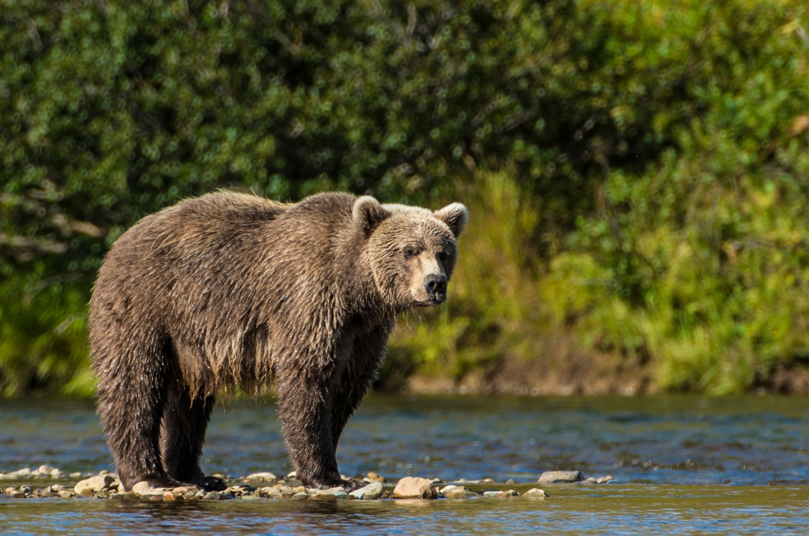 Montana grizzly bear