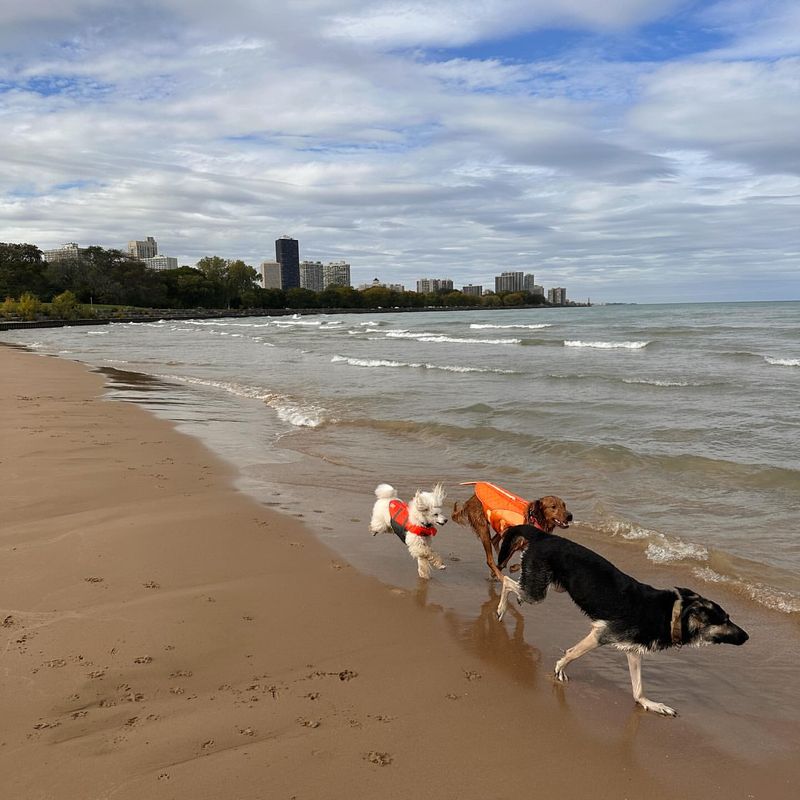 Montrose Dog Beach (Illinois)