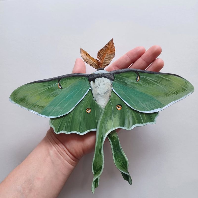 Moon Moth