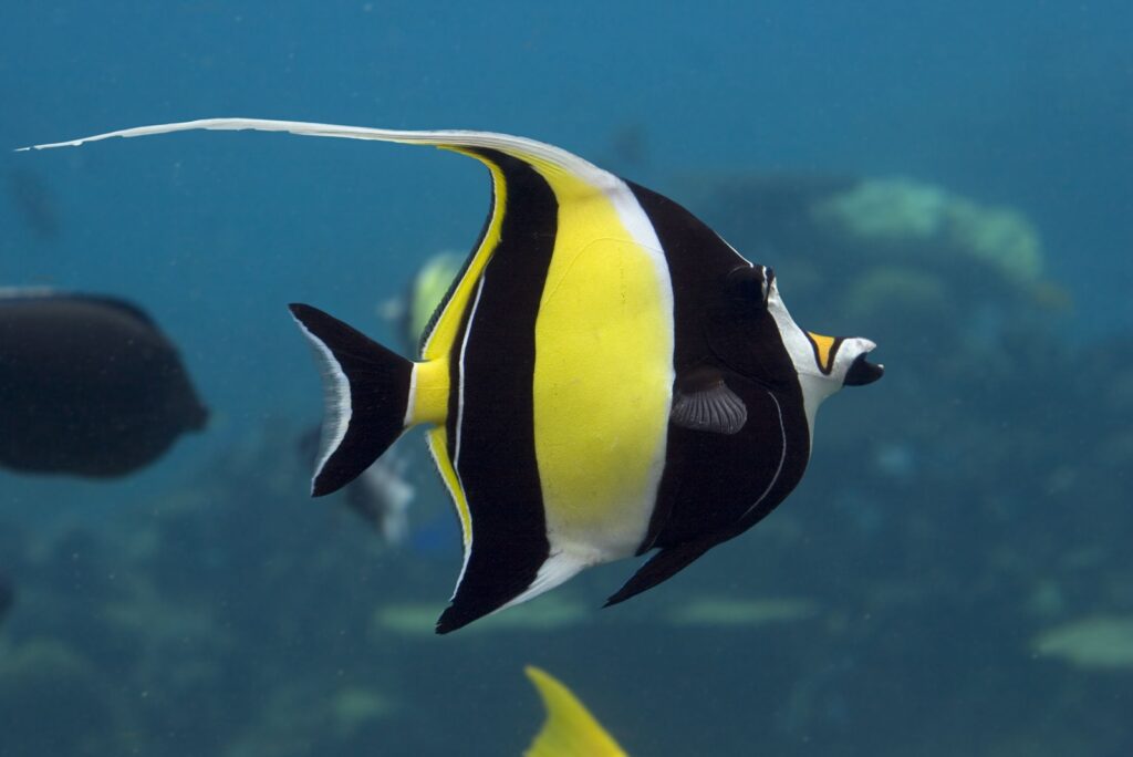 Moorish Idol
