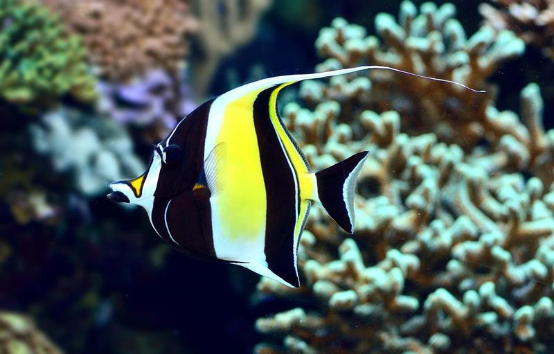 Moorish Idol