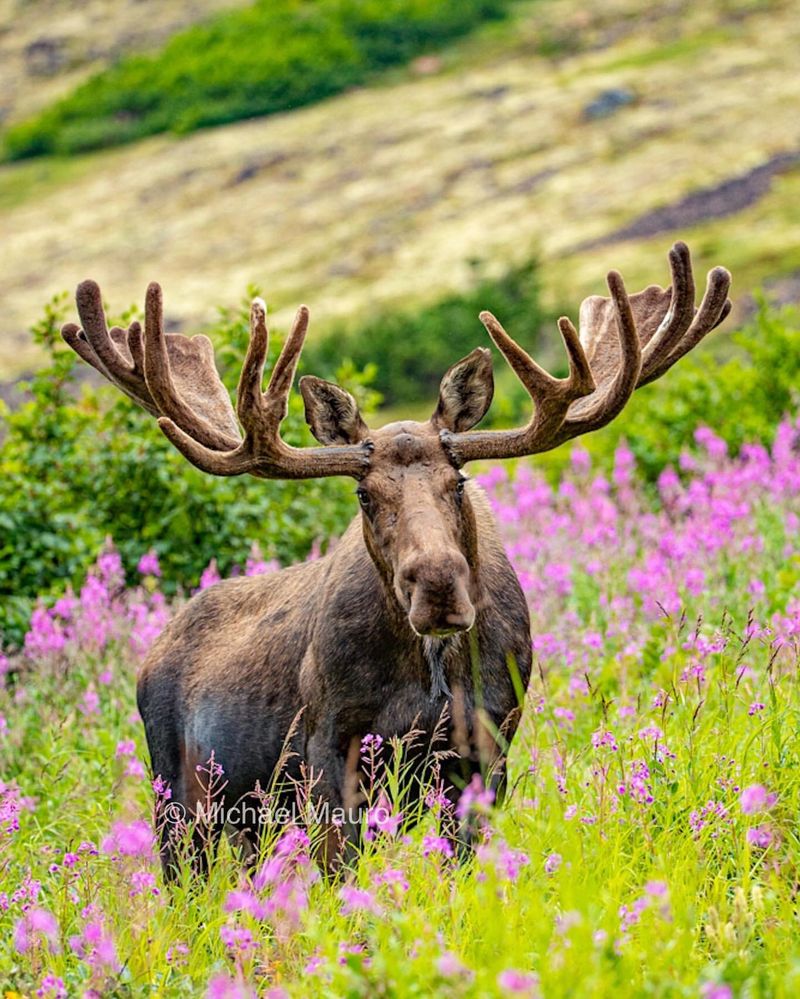 Moose