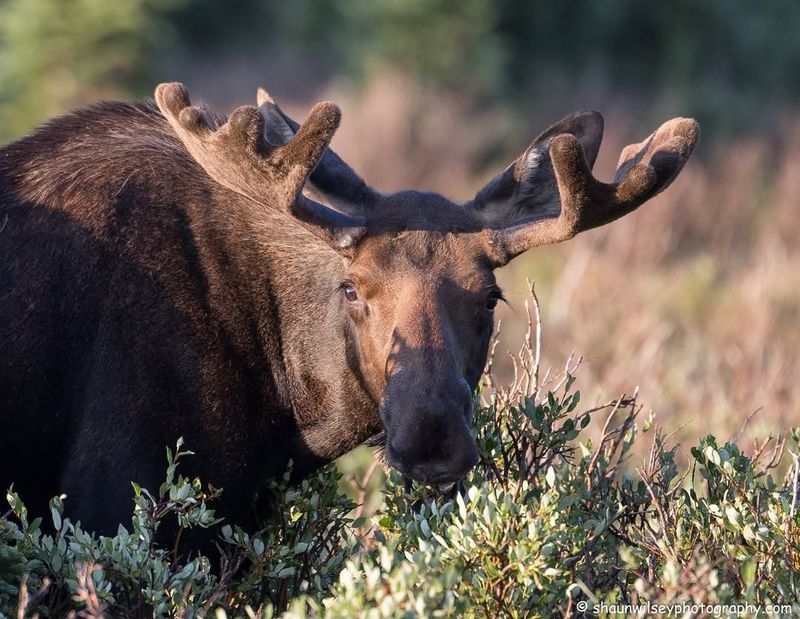 Moose's Role in Ecosystems