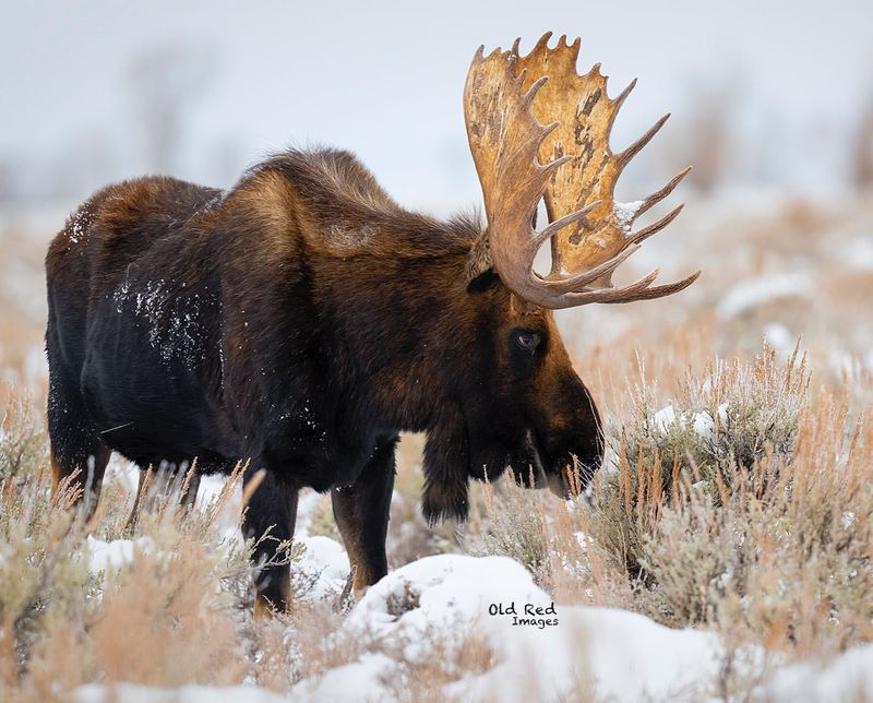 Moose's Lifespan and Longevity