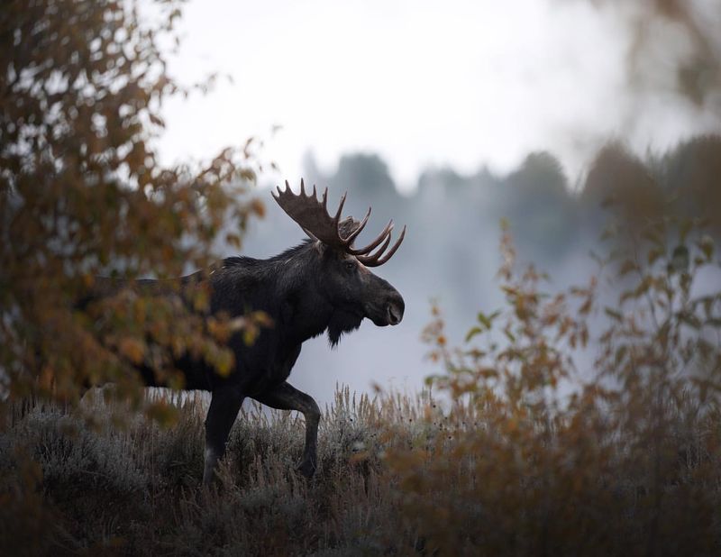 Moose's Seasonal Migrations