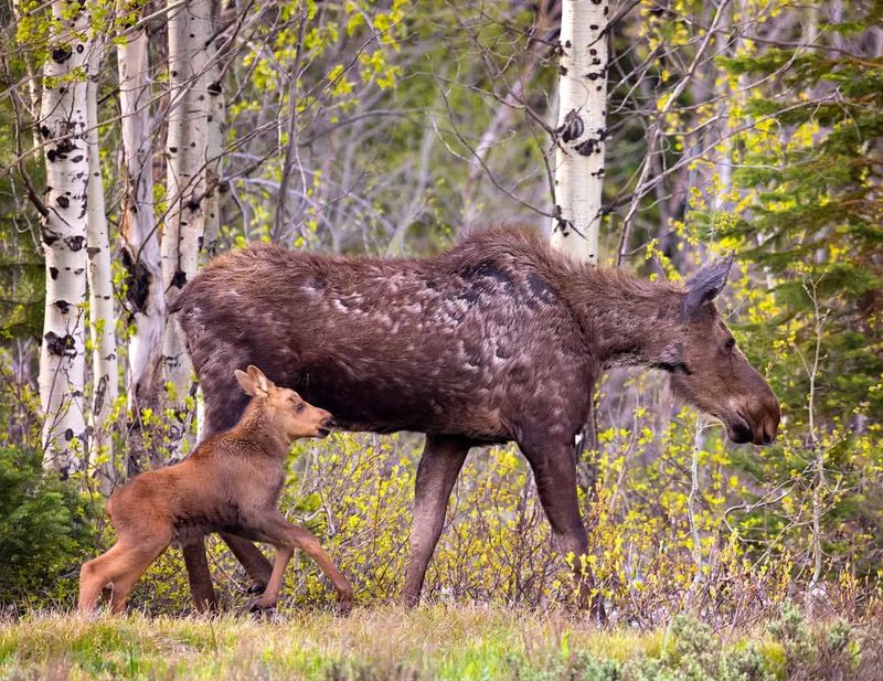 Moose's Protective Mothers