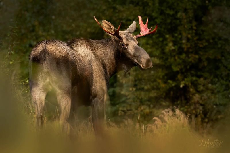 Moose's Impact on Human Culture