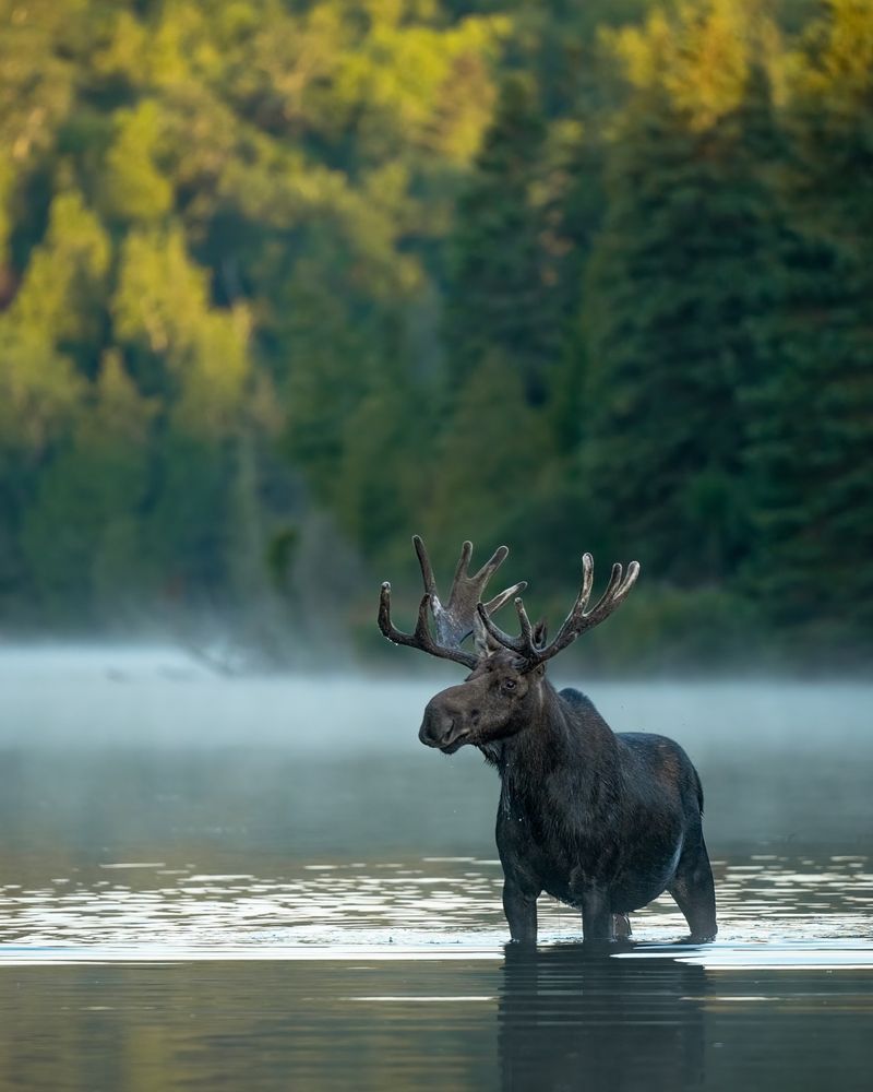 Moose