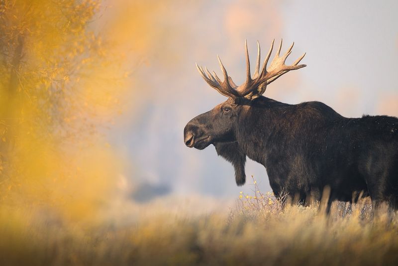 Moose