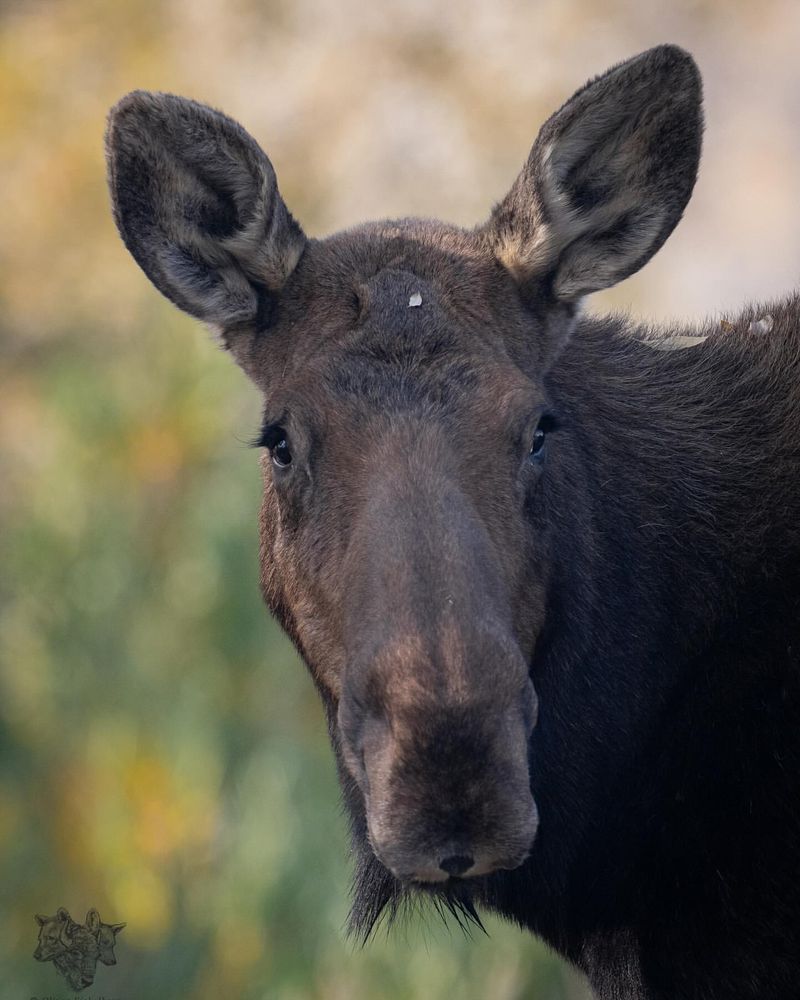 Moose's Keen Sense of Smell