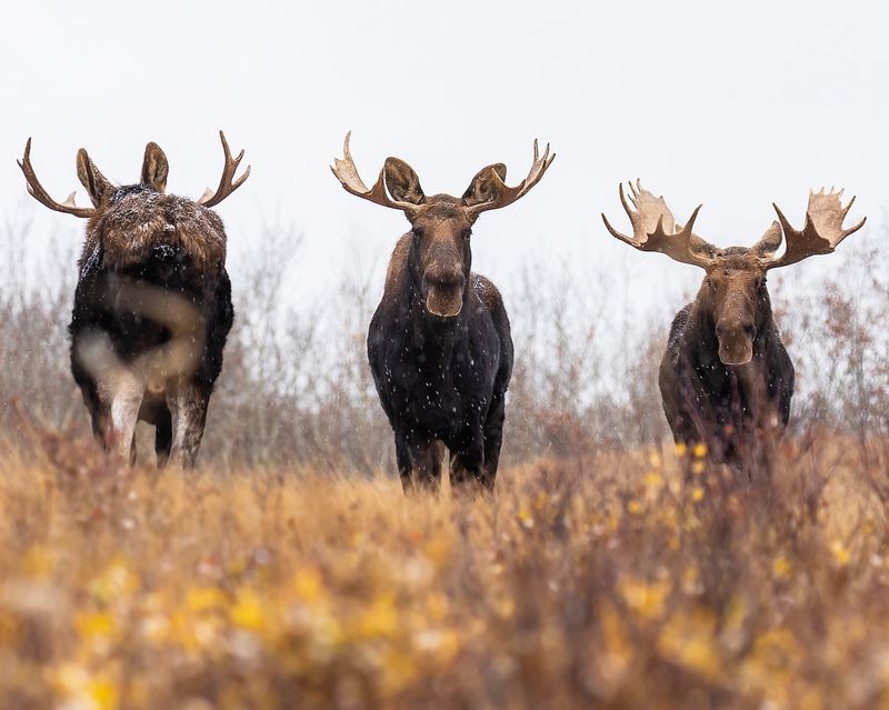 Moose in the Marshes