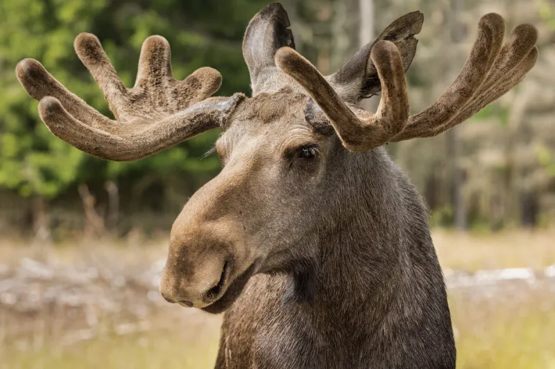 Moose