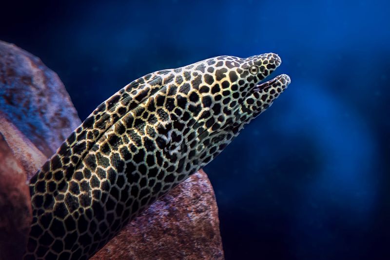 Moray Eel