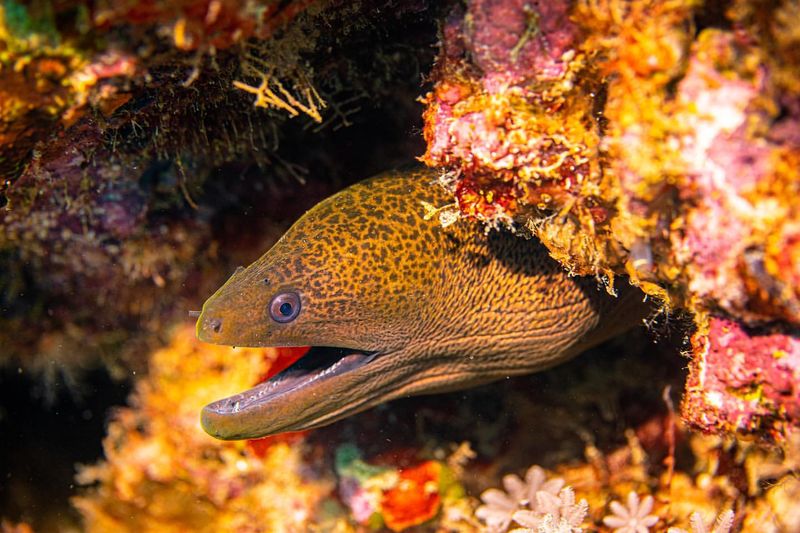 Moray Eel