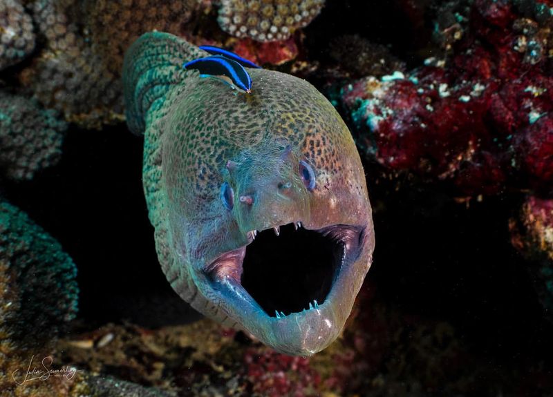 Moray Eel