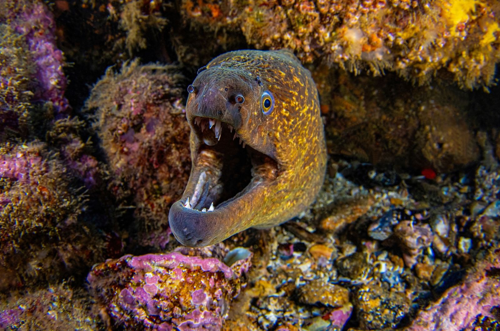 Moray Eel
