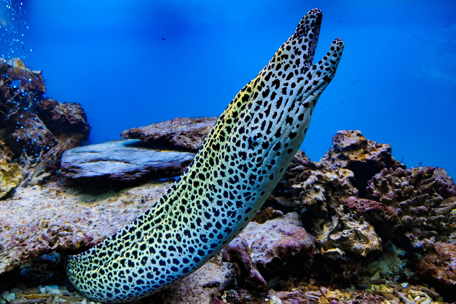 Moray Eel