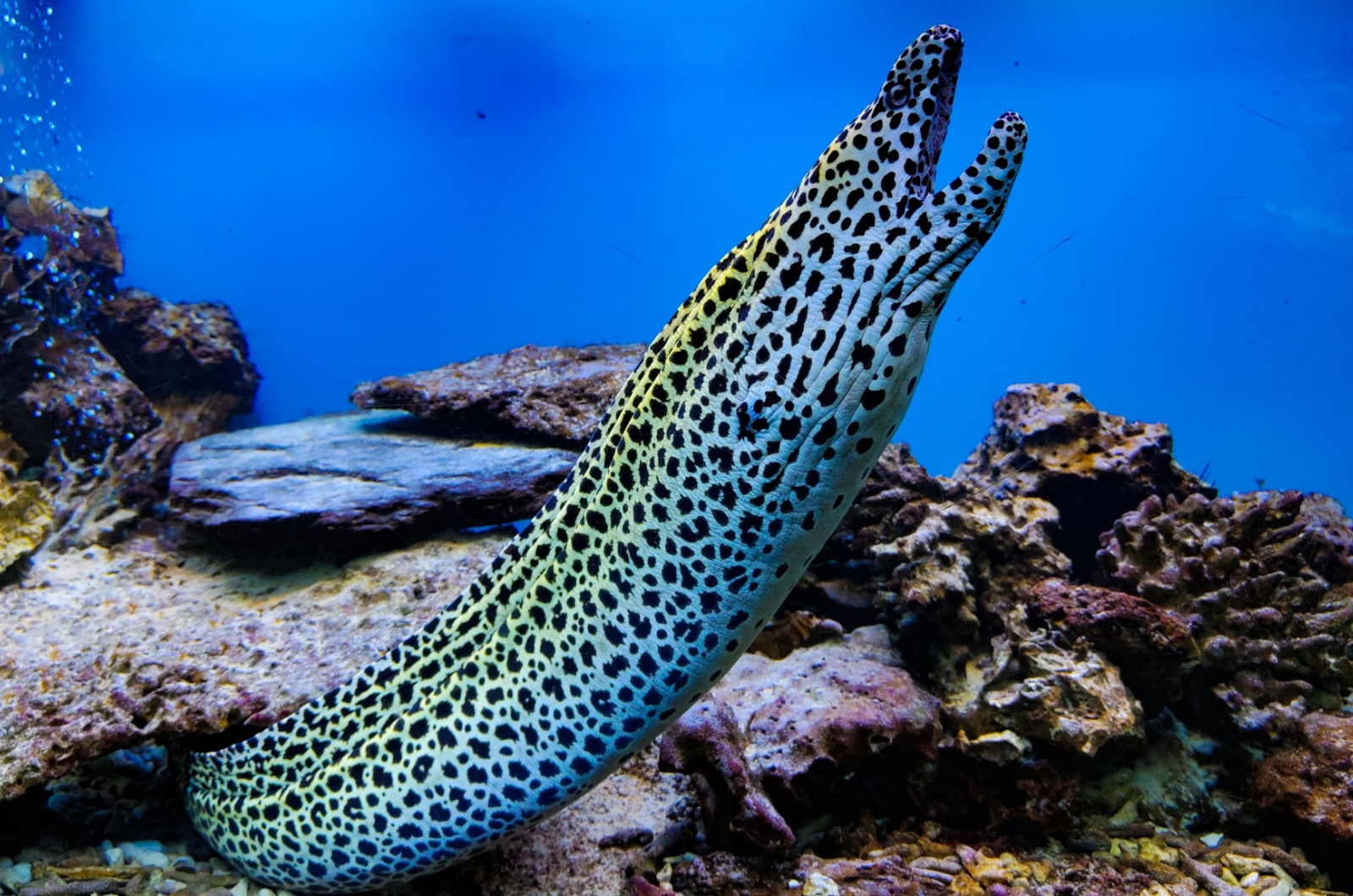 Moray Eels