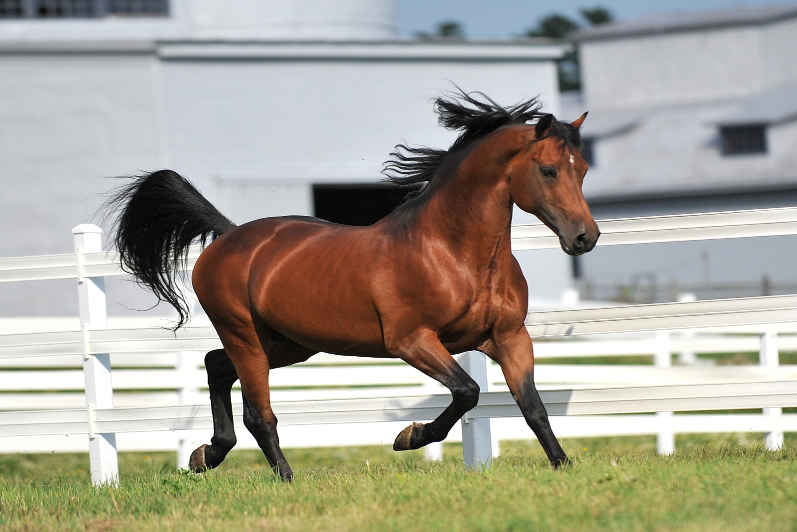 Morgan Horse