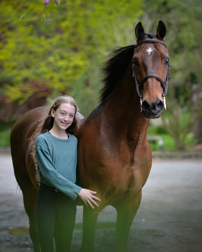 Morgan Horse