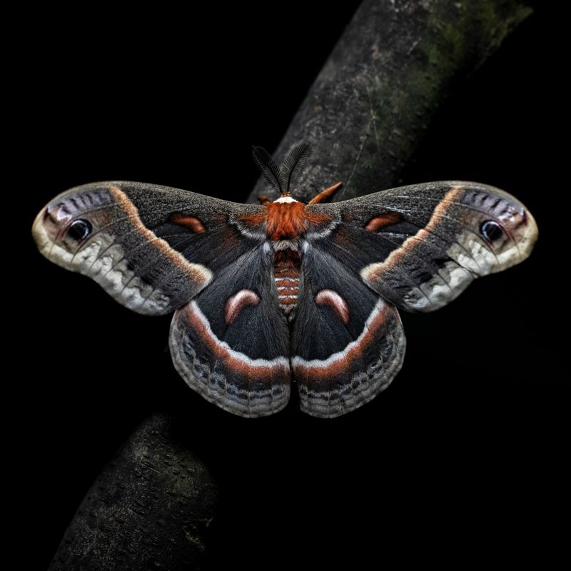 Moth