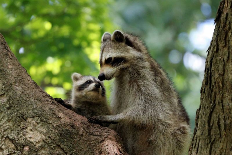 Mother's Care