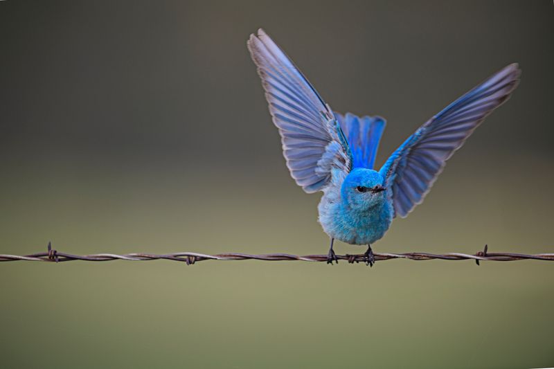 Mountain Bluebird