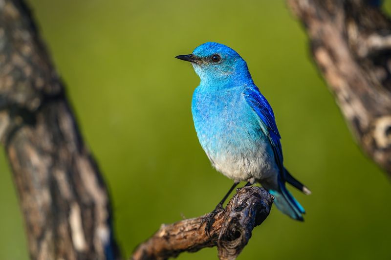 Mountain Bluebird