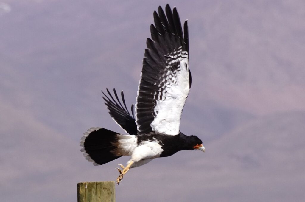 Mountain Caracara