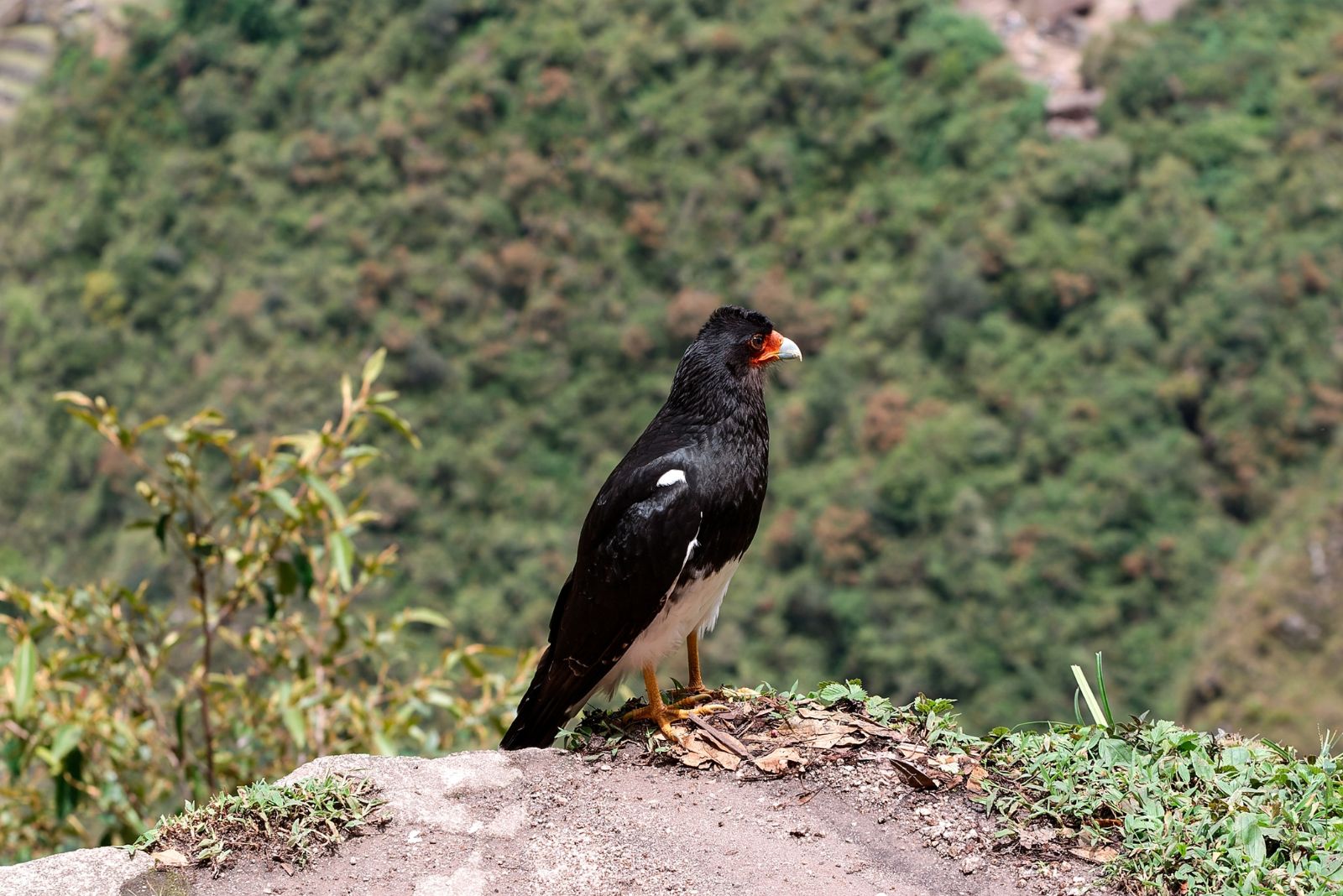 Mountain Caracara