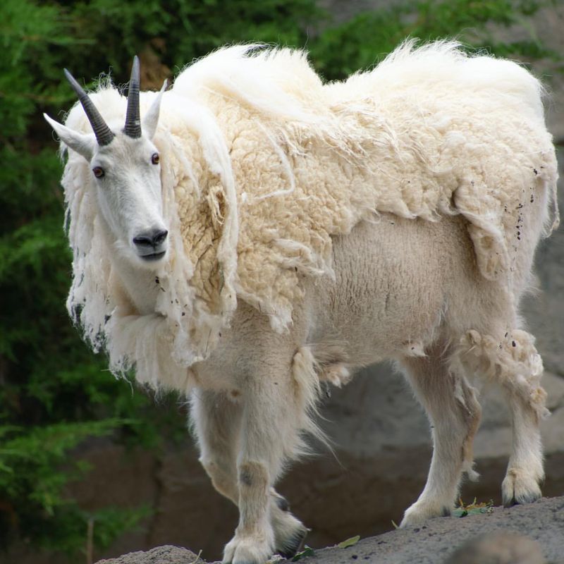 Mountain Goat