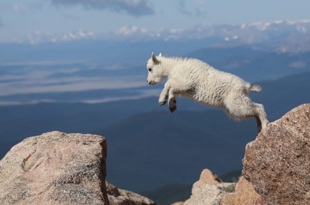 Mountain Goat Kid