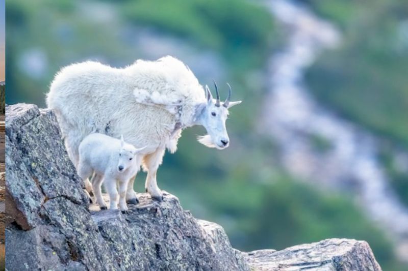 Mountain Goat