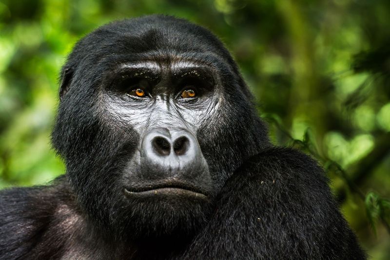 Mountain Gorilla