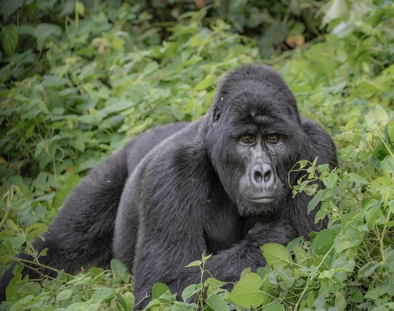 Mountain Gorilla