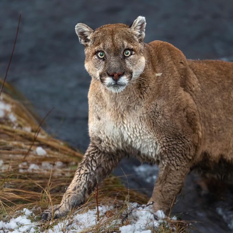 Mountain Lion