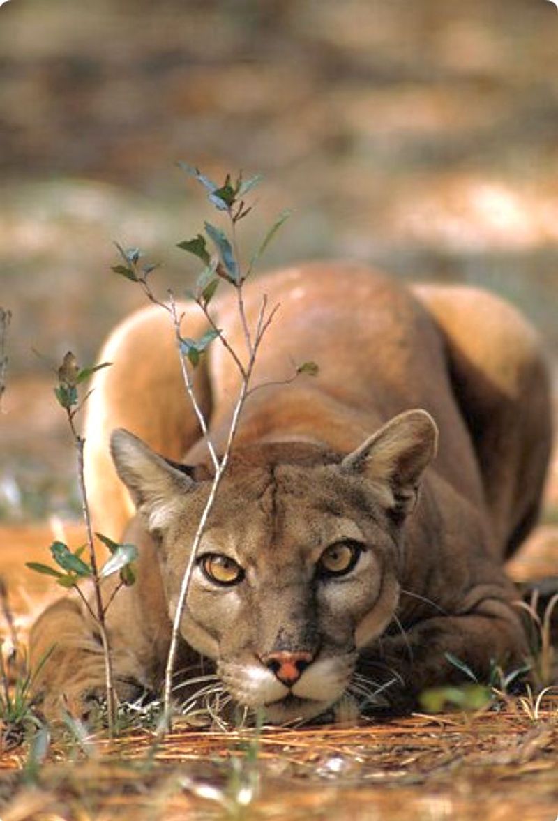 Mountain Lion