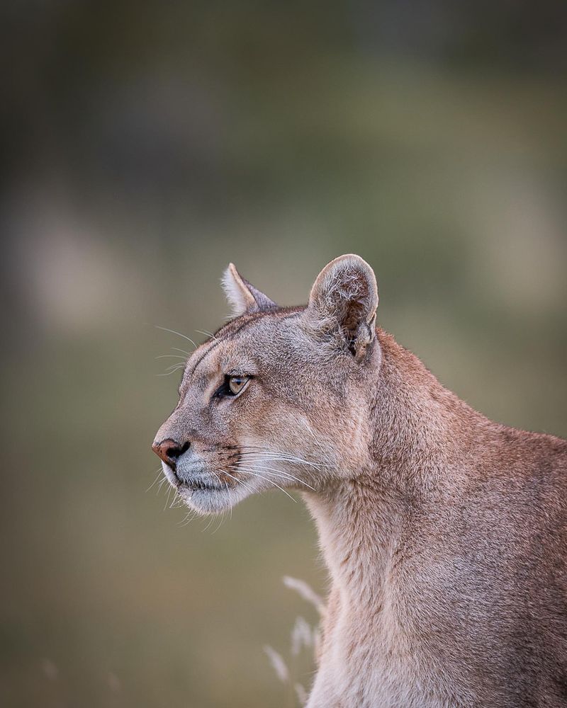 Mountain Lion (Cougar)