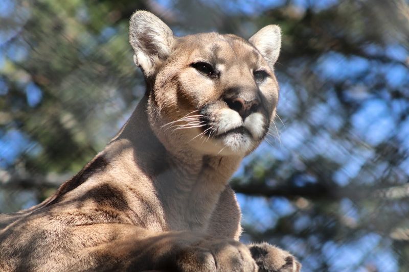 Mountain Lions