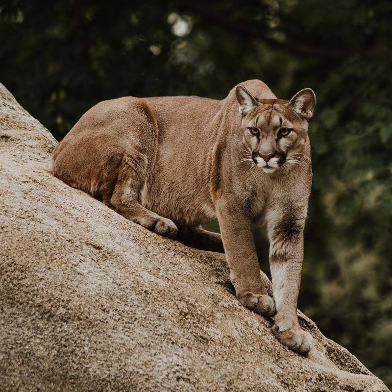 Mountain Lions