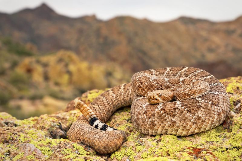 Mountain-Top Rattlesnakes