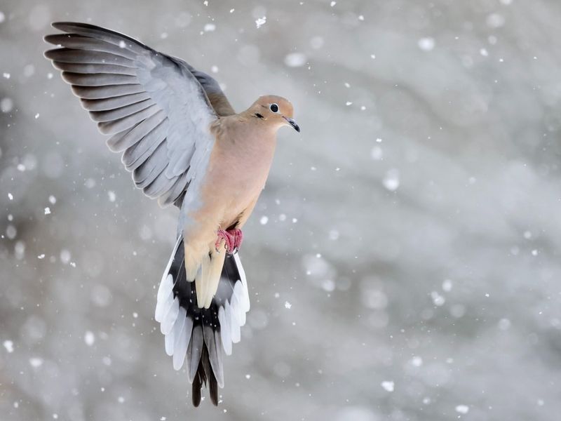 Mourning Dove